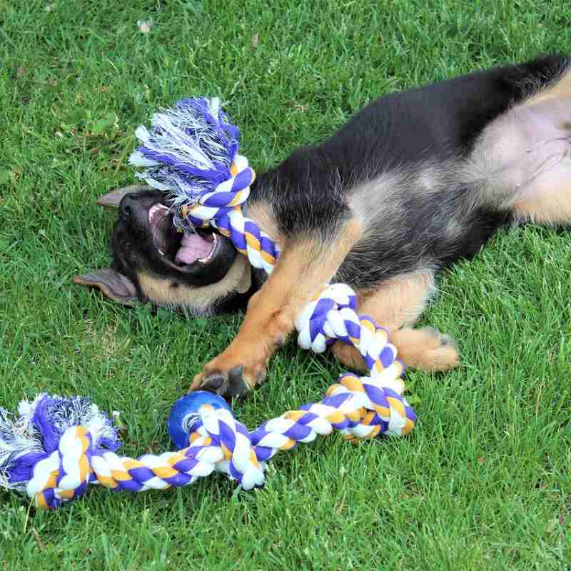 כלב משחק עם חבל על הדשא