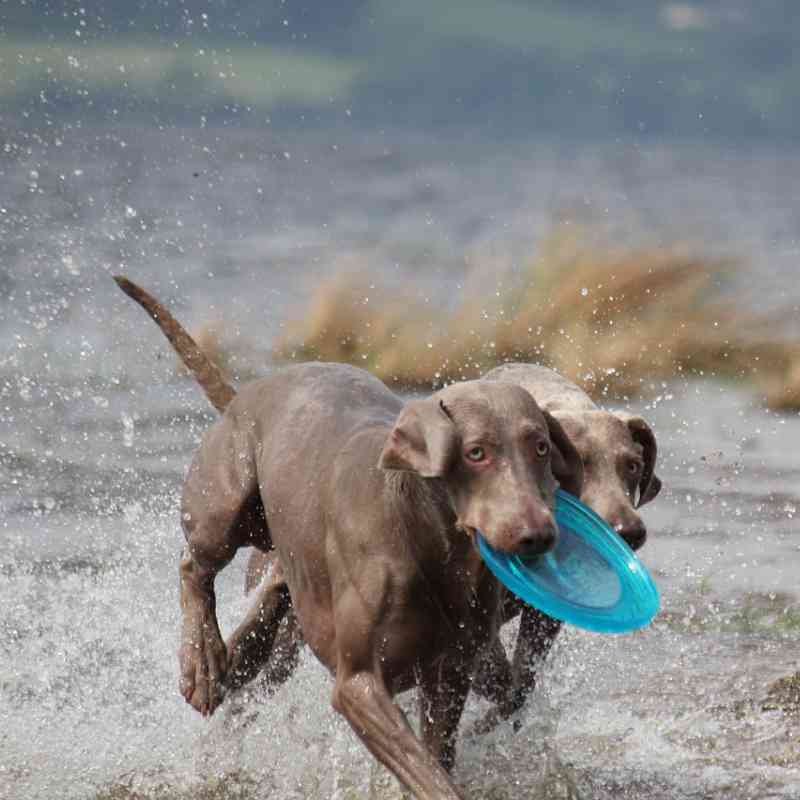 כלבים משחקים בחוף הים עם צלחת פריזבי