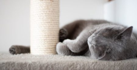חתול בריטי ישן על מתקן גירוד