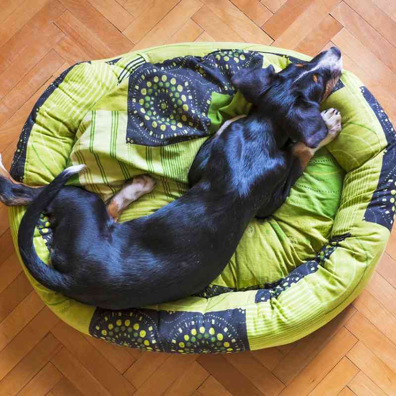 כלב ישן על מיטה ירוקה
