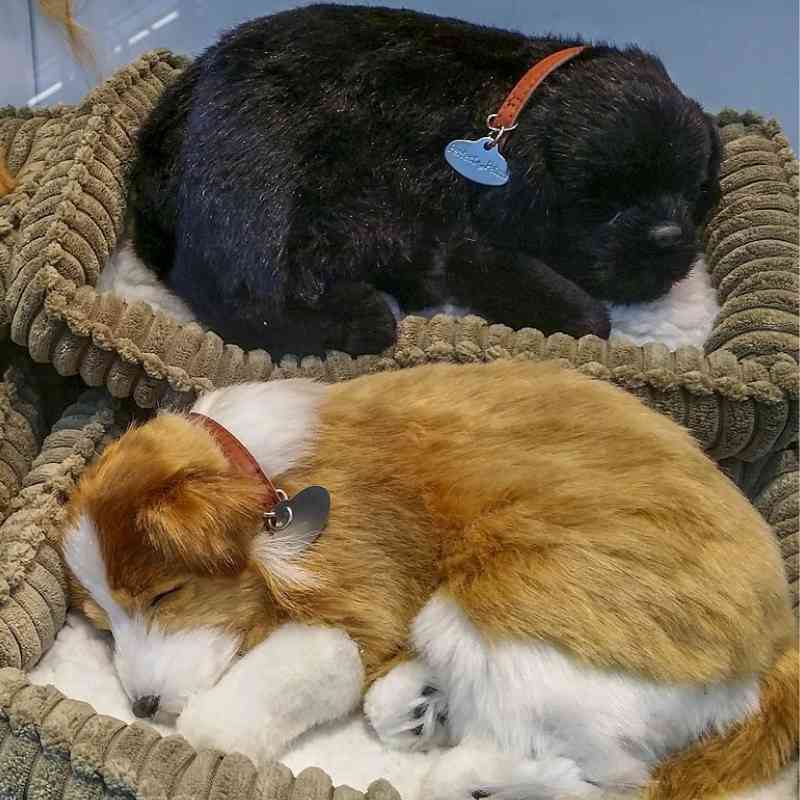 גורי כלבים ישנים במיטות חמות