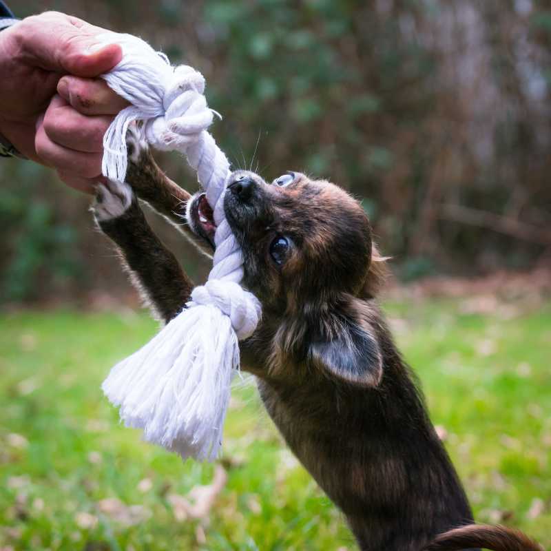 כלב צ'יוואוואה משחק עם צעצוע חבל