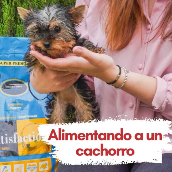 בחורה מחזיקה גור של יורקשייר טרייר בתצוגה של מזון סטיספקשן לכלבים מגזע קטן