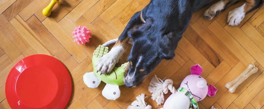 כלב משחק בצעצועים בבית