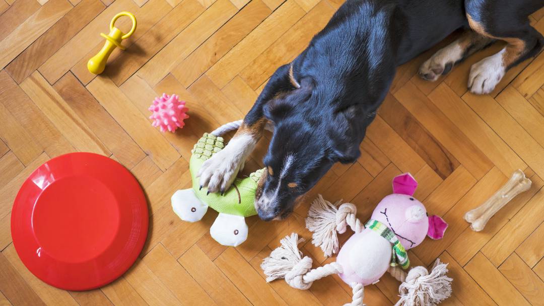 כלב משחק בצעצועים בבית