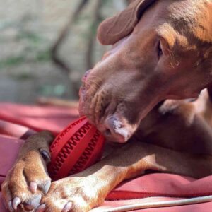 כלב לועס צעצוע דנטלי המסייע לבריאות השיניים