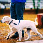 כלב עם רצועת ניילון כחולה של דוקו