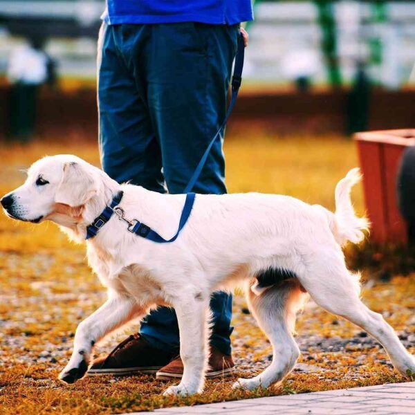 כלב גולדן מטייל עם רצועת ניילון של דוקו DOCO