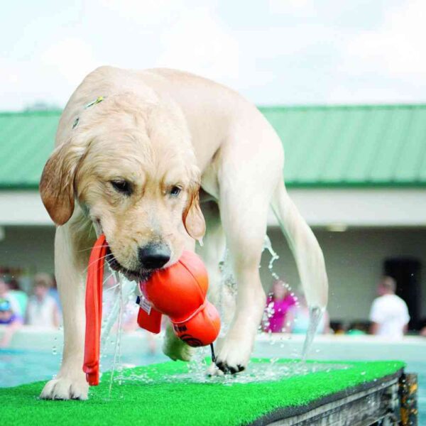 כלב בבריכה משחק עם צעצוע קונג וובה