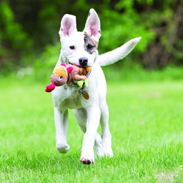 כלב רץ ומשחק בצעצוע של קונג