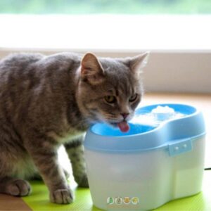 חתול שותה ממזרקת מים