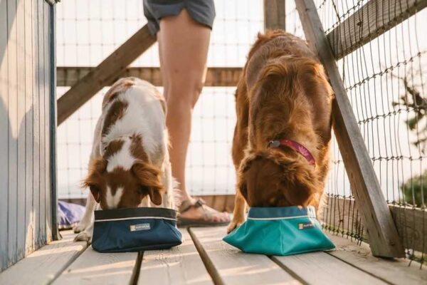 כלבים שותים מים בקערה לטיולים של ראפוור
