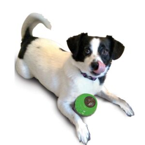 כלב משחק בצעצוע לעיסה של ETHICAL PETS