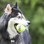 צעצוע לכלבים, כדור טניס מצפצף של קונג
