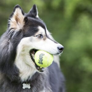 כלב מחזיק בפה כדור טניס של KONG