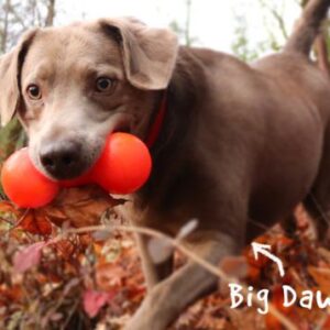כלב מגזע בינוני עם צעצוע בצורת משקולת בפה, ראפדג