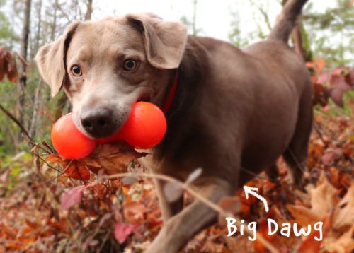 כלב מגזע בינוני עם צעצוע בצורת משקולת בפה, ראפדג