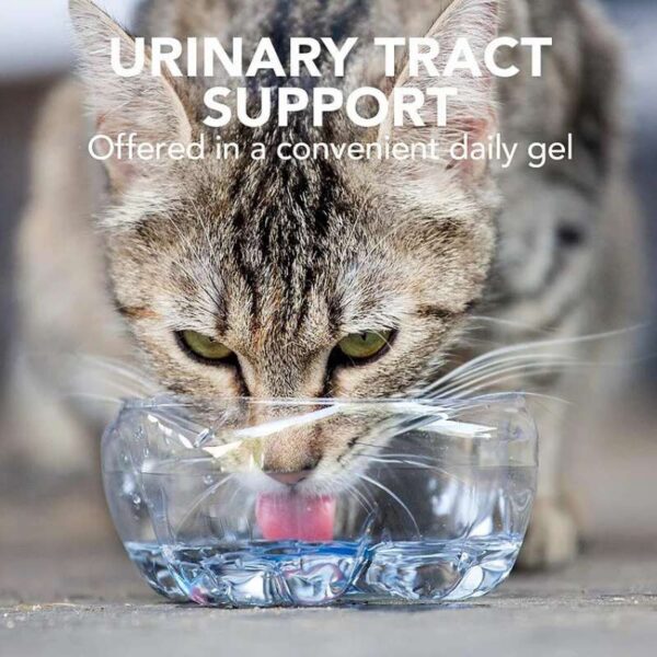 חתול שותה מים עם תוסף תזונה של וטס בסט