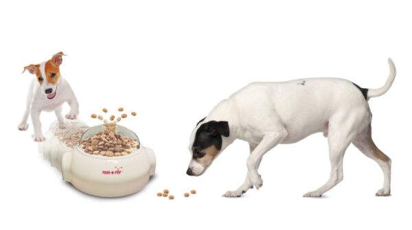 כלבי ג'ק ראסל אוכלים ממקן האכלה של SPOT