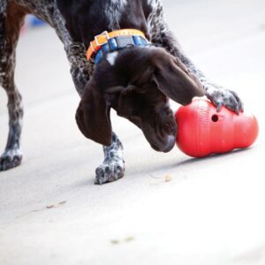 כלב משחק בצעצוע KONG WOBBLER