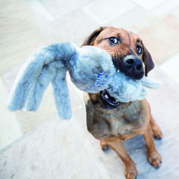 כלב מחזיק בפה צעצוע של חברת קונה