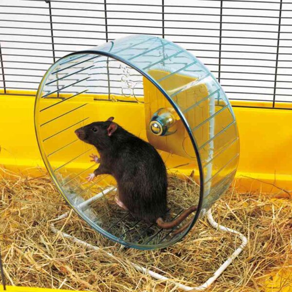 עכבר רץ על גלגל ריצה עם מעמד