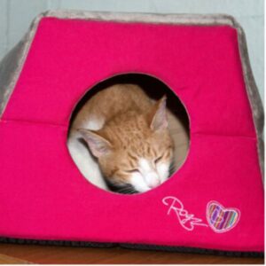 חתול ישן בתוך מיטה בצורת איגלו