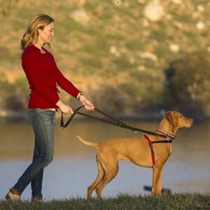 אישה מטיילת עם כלב ברתמת גוף שך HALTI