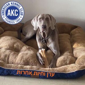 כלב גדול יושב על מיטה של AKC