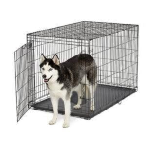 כלב האסקי בתוך כלוב רשת בינוני