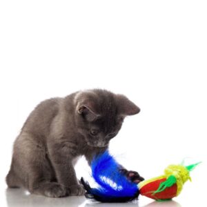 חתול משחק בצעצוע בובת ציפור