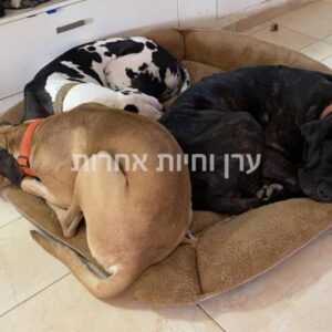 שלושה כלבים ישנים על מיטה גדולה לכלבים של איי קיי סי