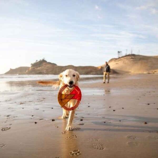 כלב הולך על שפת הים עם צעצוע של ראפוור