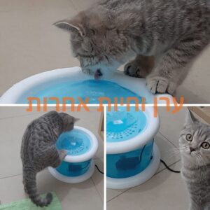 חתול שותה ממזרקת מים של טריקסי