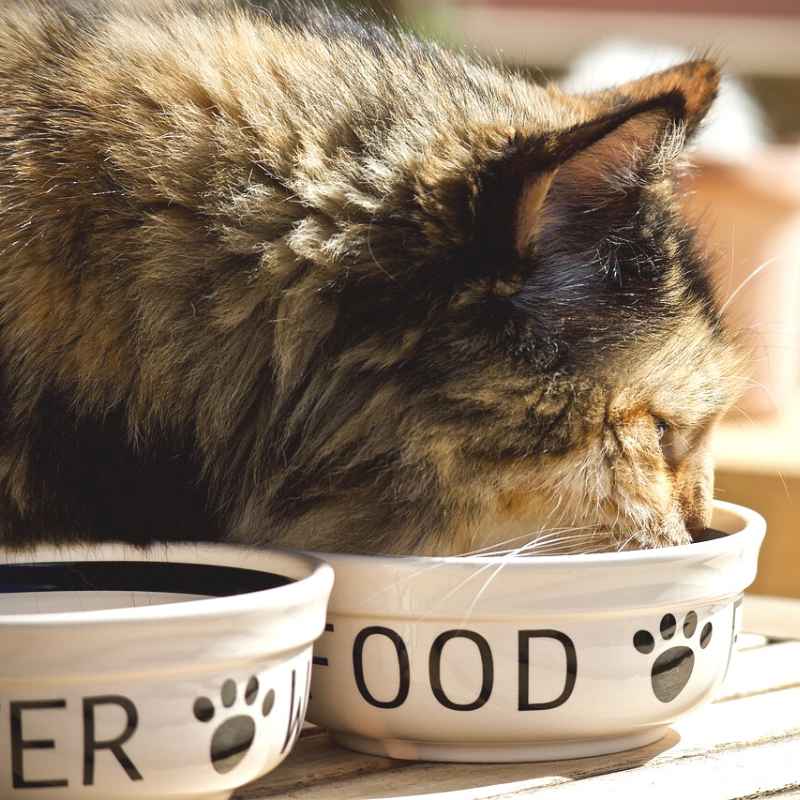 חתול בית אוכל מקערה
