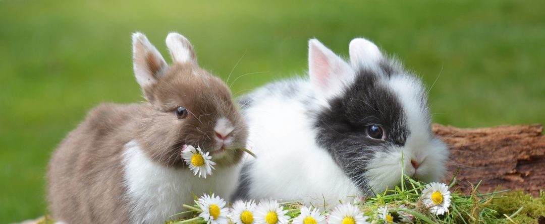 זוג ארנבים ננסים על הדשא