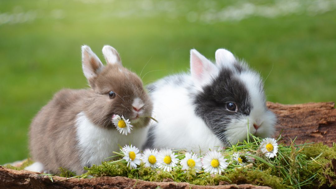 זוג ארנבים ננסים על הדשא