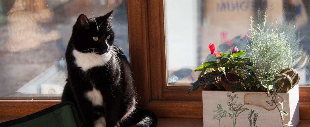 חתול בבית יושב על עדן החלון