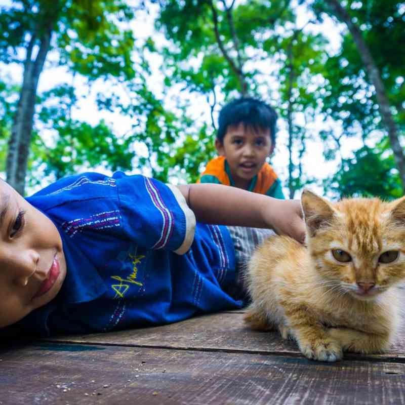 ילד מלטף חתול ג'ינג'י