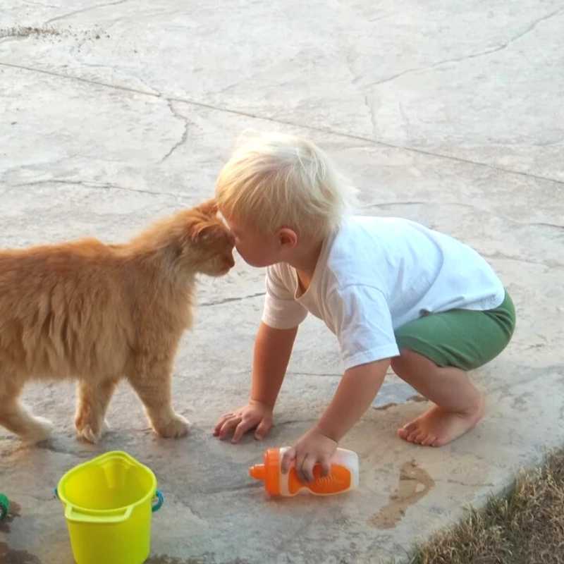 ילד קטן משחק עם חתול