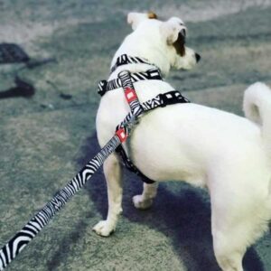 DOG WITH MAX AND MOLLY ZEBRA LEASH
