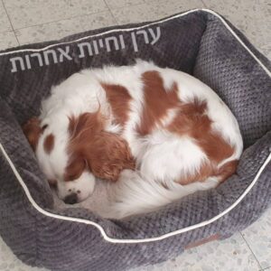 כלב קוקר ספניאל ישן על מיטה של אמריקן קאנל קלאב