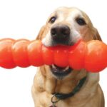 כלב עם צעצוע בפה