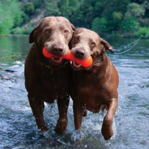 שני כלבים יוצאים מהמים עם צעצוע של ראפדאג בפה