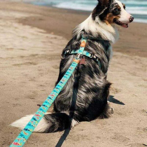 כלב בחוף הים עם רצועה של מקס ומולי פרדייז