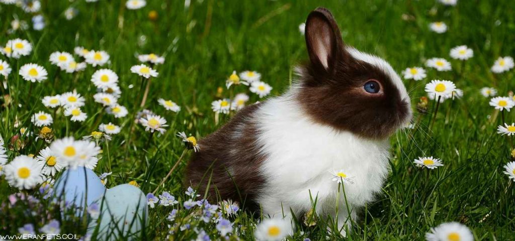 ארנב ננסי יושב על הדשא