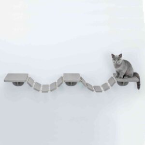 חתול בריטי יושב על סולם טיפוס צף