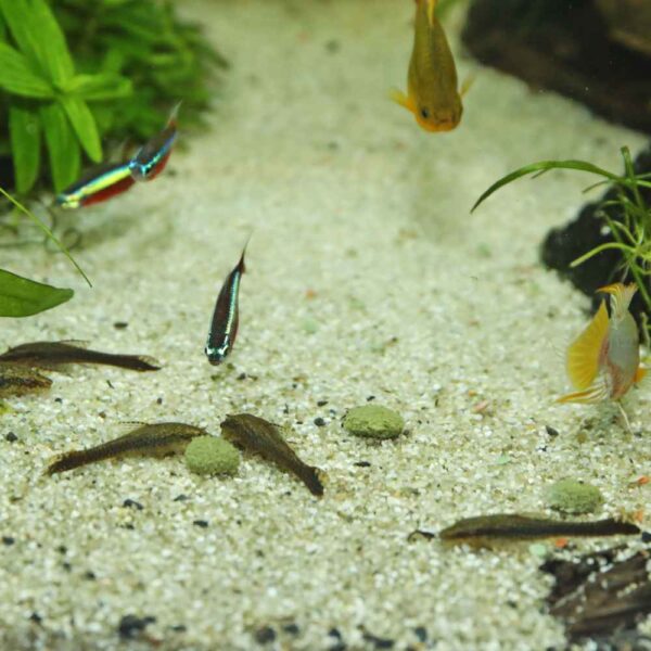 דגים מנקים אוכלים מזון מהקרקעית של האקווריום