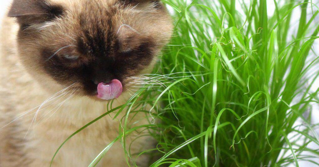 חתול אוכל דשא מגידול של אדנית ביתית