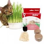 ערכת דשא לחתולים BIOLINE